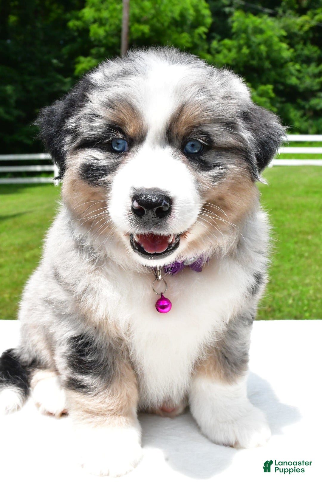 Miniature Australian Shepherd dogs for sale: Jewel - Image 4
