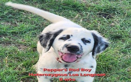 Dalmatian dogs for sale: Peppers Red Boy - Image 17
