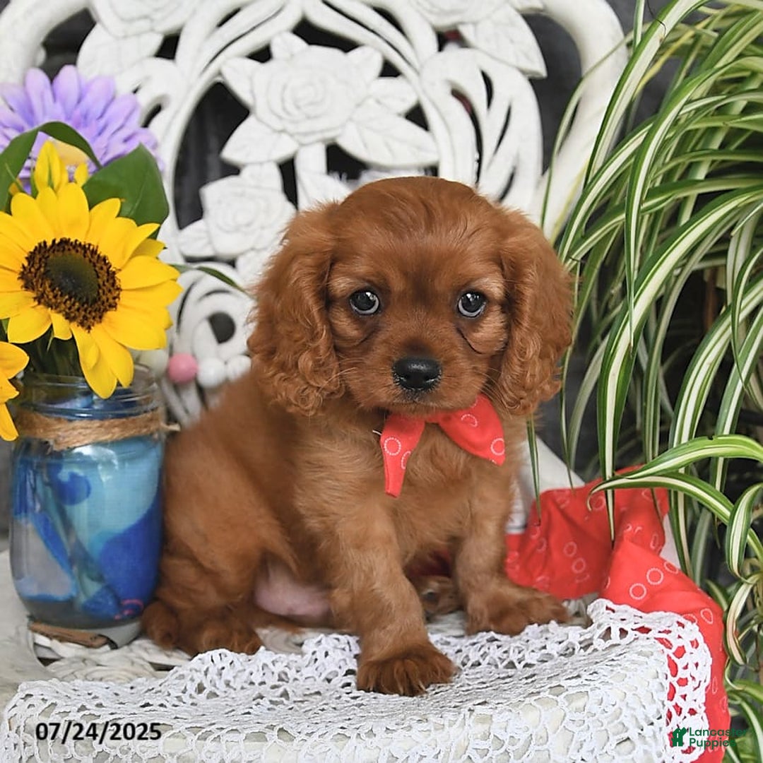 Cavalier King Charles Spaniel dogs for sale: Zander Blake - Image 5