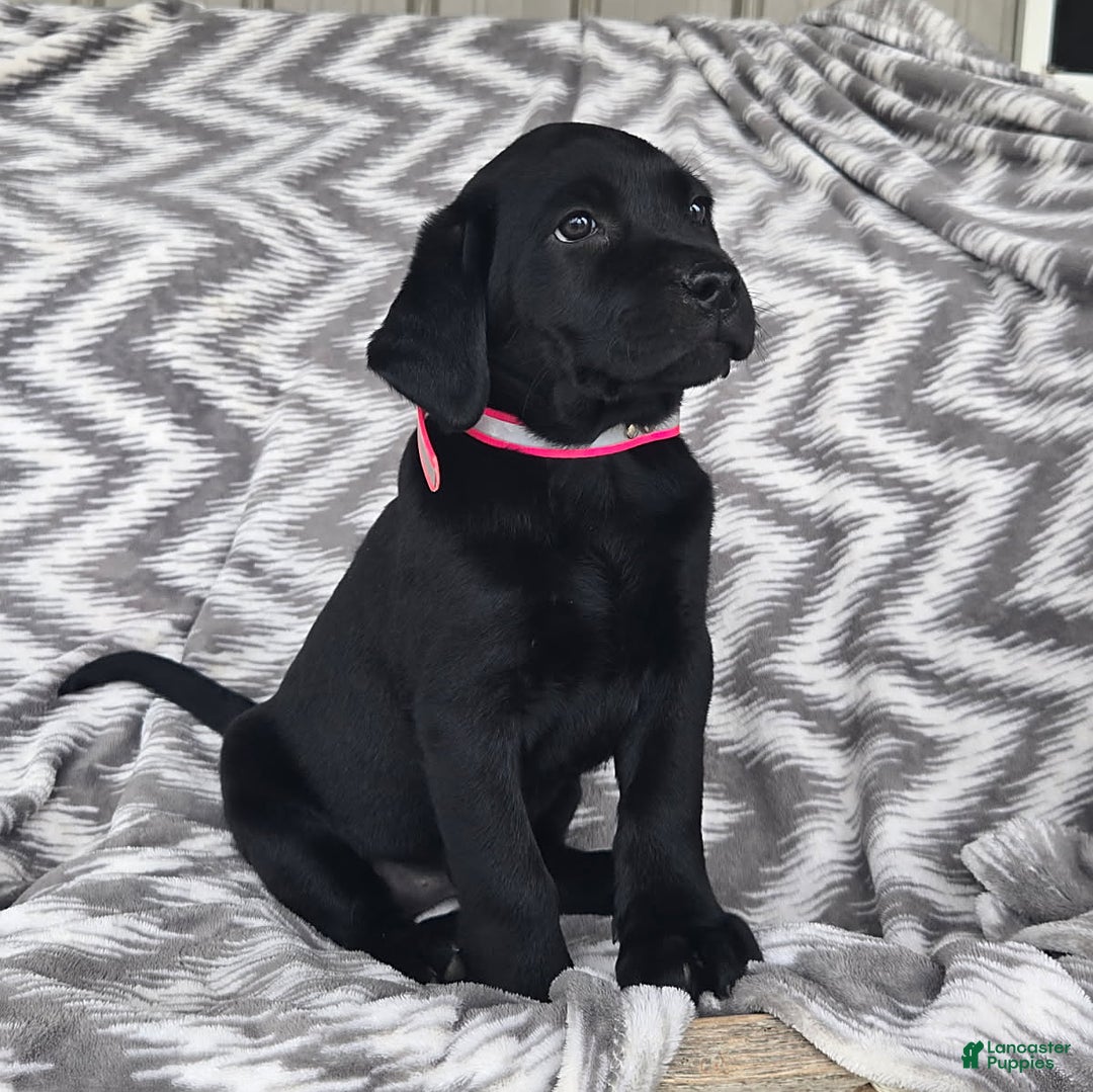 Labrador Retriever dogs for sale: Chelsea - Image 4