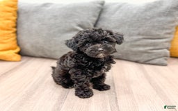 Yorkiepoo dogs for sale: Frisky - Image 5