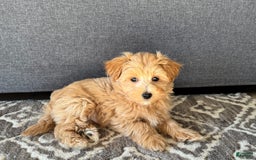 Maltipoo dogs for sale: Gordie - Image 2