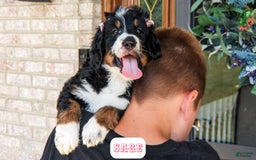 Bernedoodle dogs for sale: Sage - Image 18