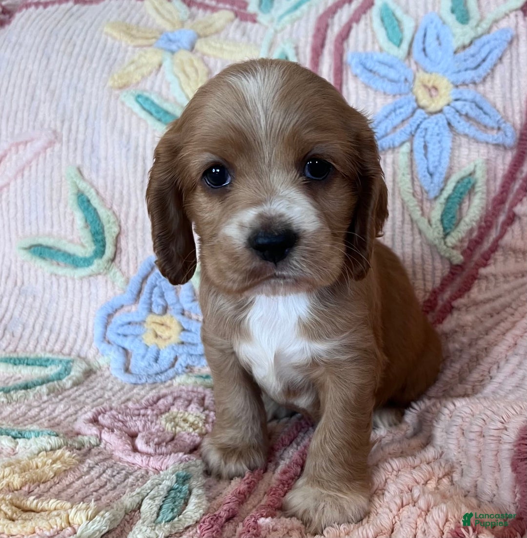 Cocker Spaniel dogs for sale: Max - Image 1