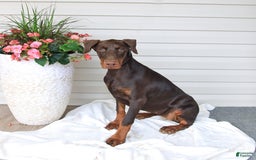 Doberman Pinscher dogs for sale: Ziva - Image 2