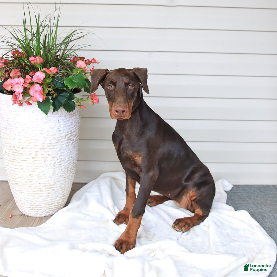 Doberman Pinscher dogs for sale: Ziva - Image 2