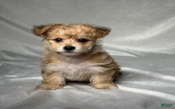 Bichpoo dogs for sale: Lizzy - Image 6