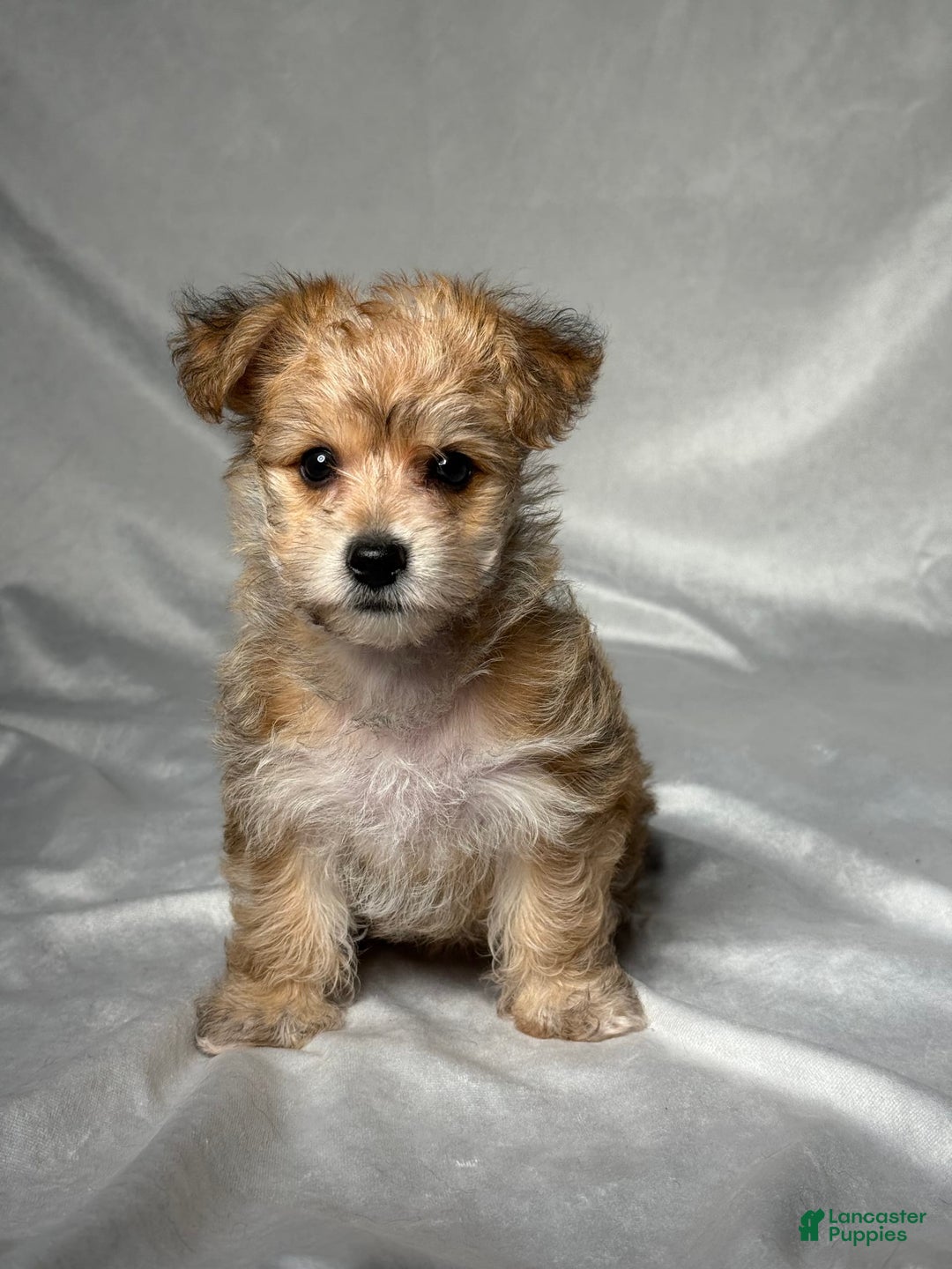 Bichpoo dogs for sale: Lizzy - Image 6