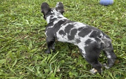French Bulldog dogs for sale: Catalina - Image 2