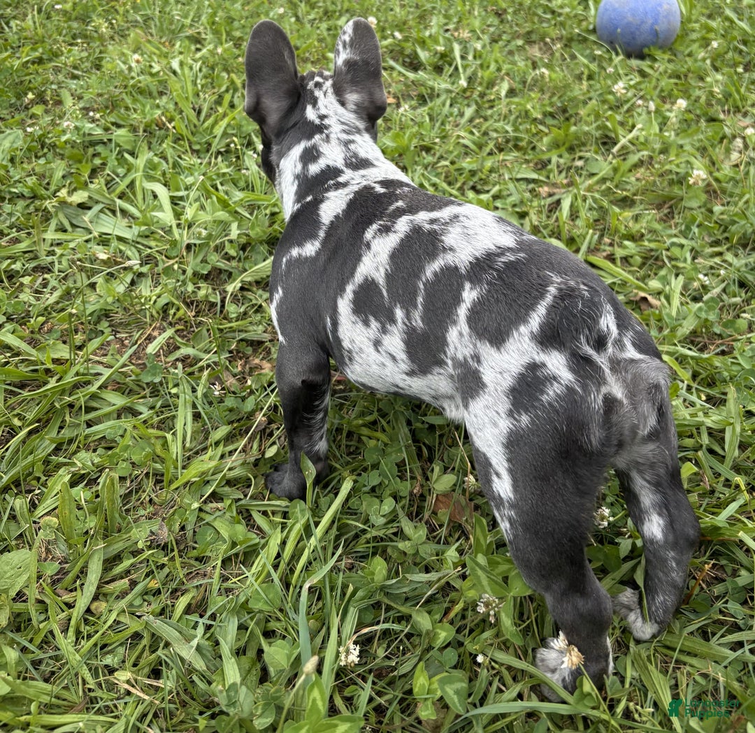 French Bulldog dogs for sale: Catalina - Image 2