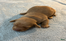Miniature Dachshund dogs for sale: Salt - Image 2