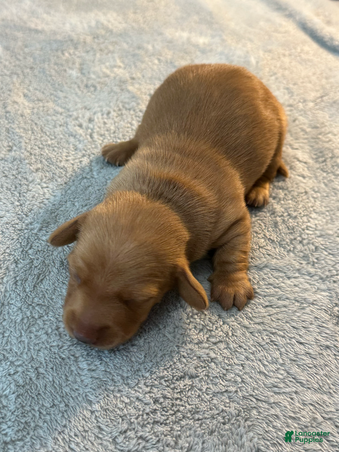 Miniature Dachshund dogs for sale: Salt - Image 2