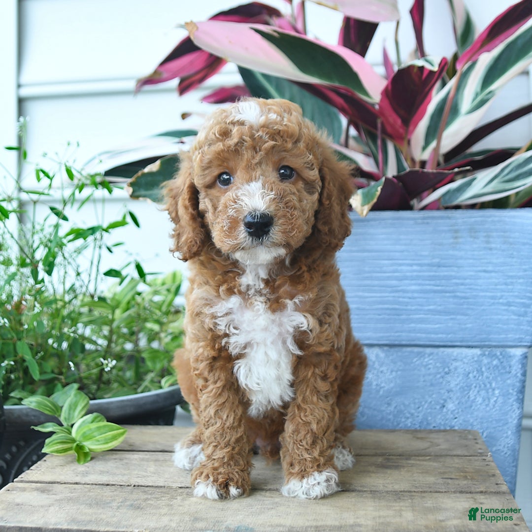 Mini Goldendoodle dogs for sale: Victor - Image 4