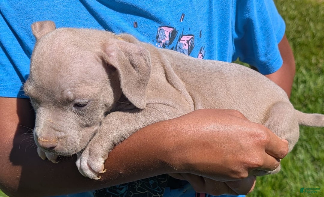 American Bully dogs for sale: Yellow Boy - Image 3
