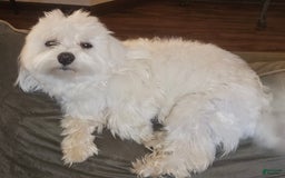 Maltese dogs for sale: Casper - Image 5
