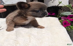 French Bulldog dogs for sale: Tyson - Image 3