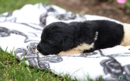 Newfoundland dogs for sale: Willow - Image 3