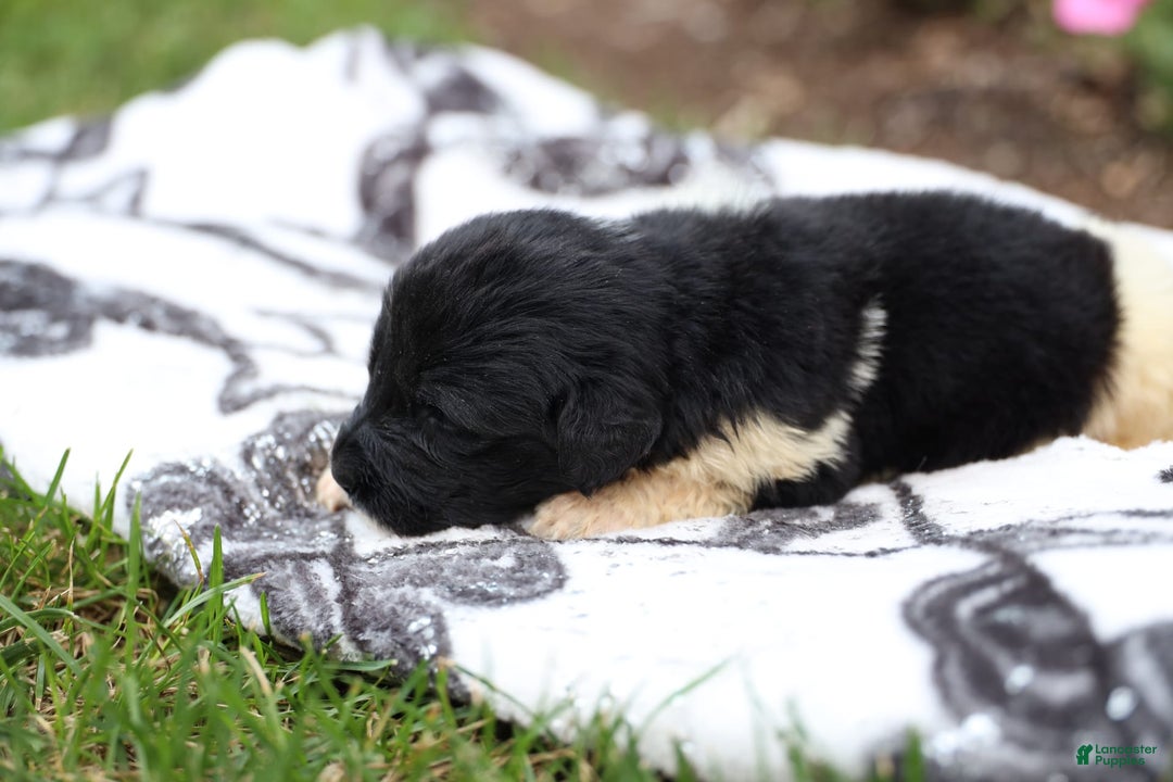 Newfoundland dogs for sale: Willow - Image 3