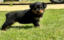 Rottweiler dogs for sale: Violet Collar - Image 7