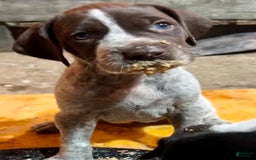 German Shorthaired Pointer dogs for sale: Penelope - Image 1