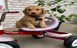Goldendoodle dogs for sale: Charlie - Image 2