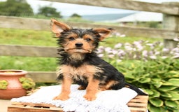 Yorkshire Terrier dogs for sale: Chester - Image 6