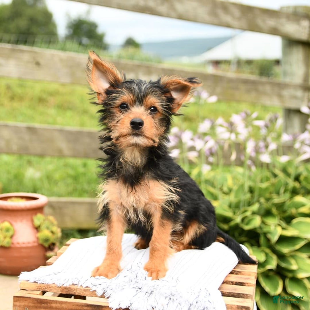 Yorkshire Terrier dogs for sale: Chester - Image 6