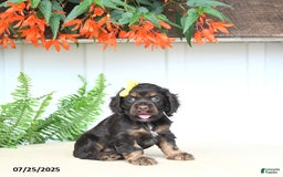 Cocker Spaniel dogs for sale: Nikki - Image 2