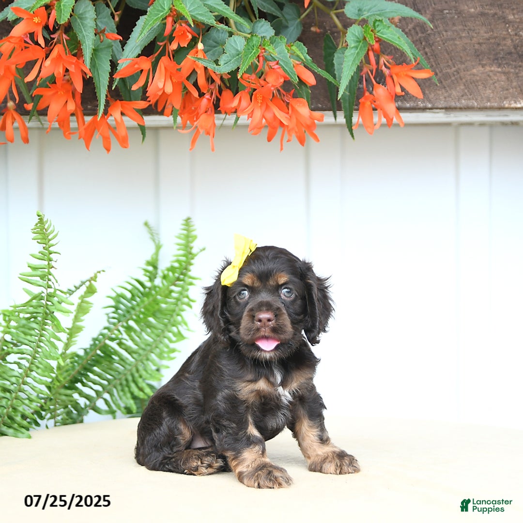 Cocker Spaniel dogs for sale: Nikki - Image 2