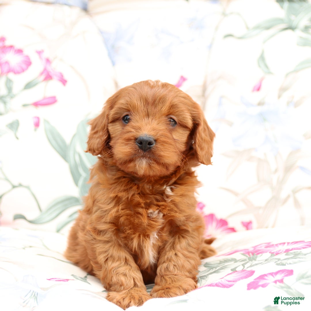 Cavapoo dogs for sale: Cavapoo 5 puppies - Image 10
