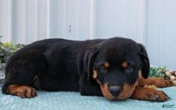 Rottweiler dogs for sale: Rottweiler 7 puppies - Image 8