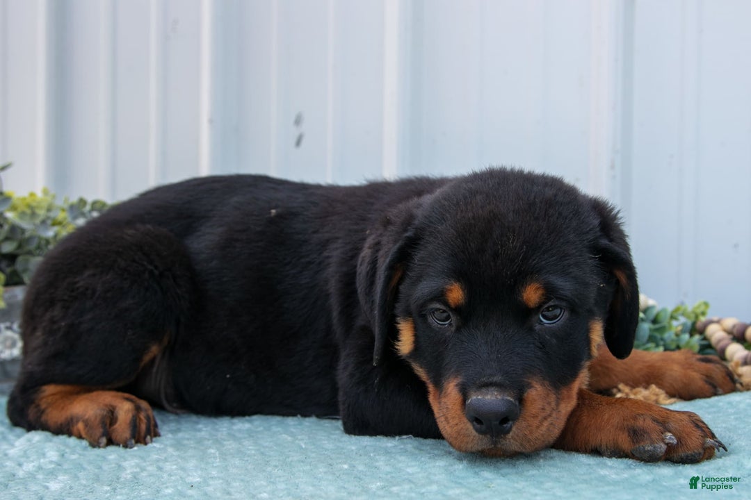 Rottweiler dogs for sale: Rottweiler 7 puppies - Image 8