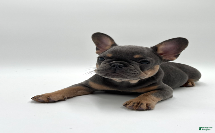 French Bulldog dogs for sale - Ad 2