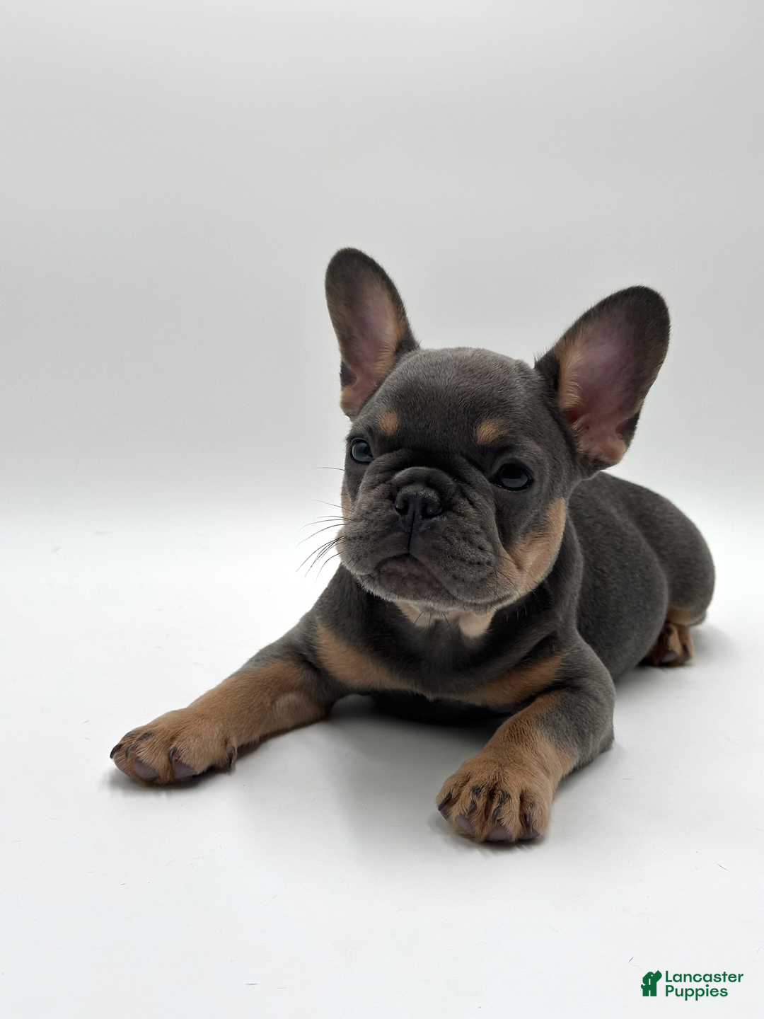 French Bulldog dogs for sale: Montreal - Image 1