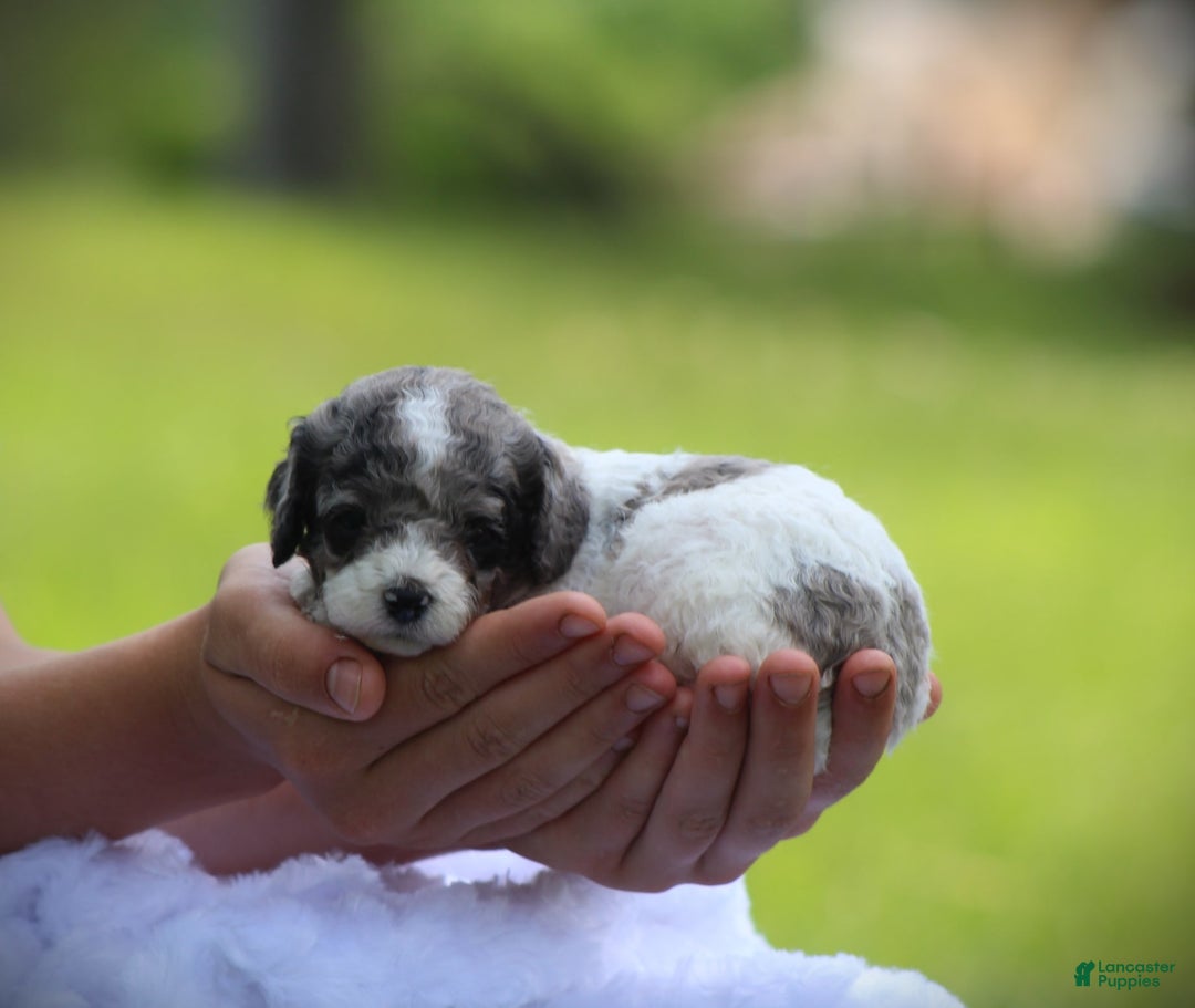 Cockapoo dogs for sale: Savannah - Image 7