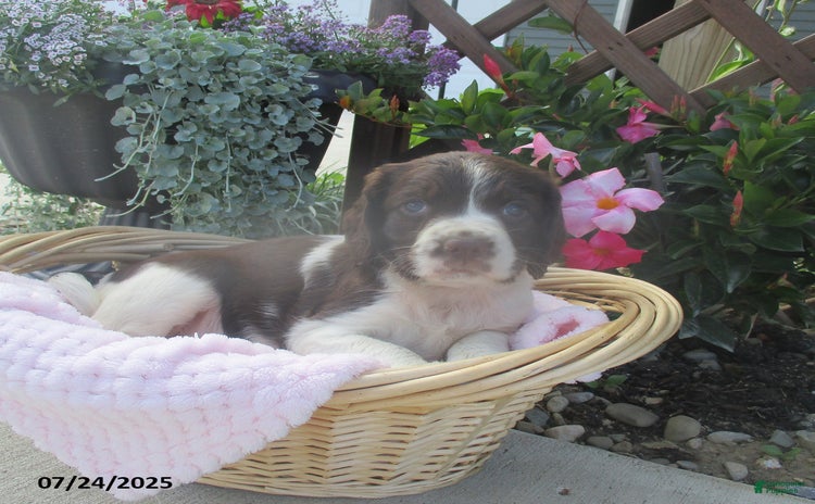 English Springer Spaniel dogs for sale - Ad 1