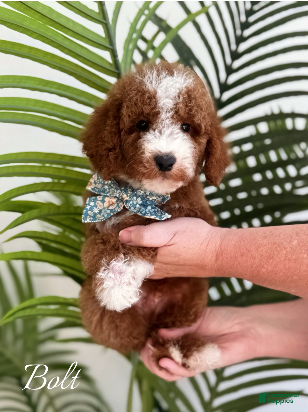 Mini Goldendoodle dogs for sale: Petite Bolt - Image 16