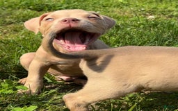 American Bully dogs for sale: Teddy - Image 3