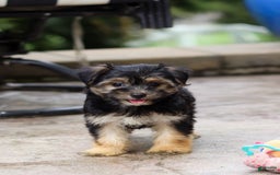 Morkie dogs for sale: Janis - Image 2