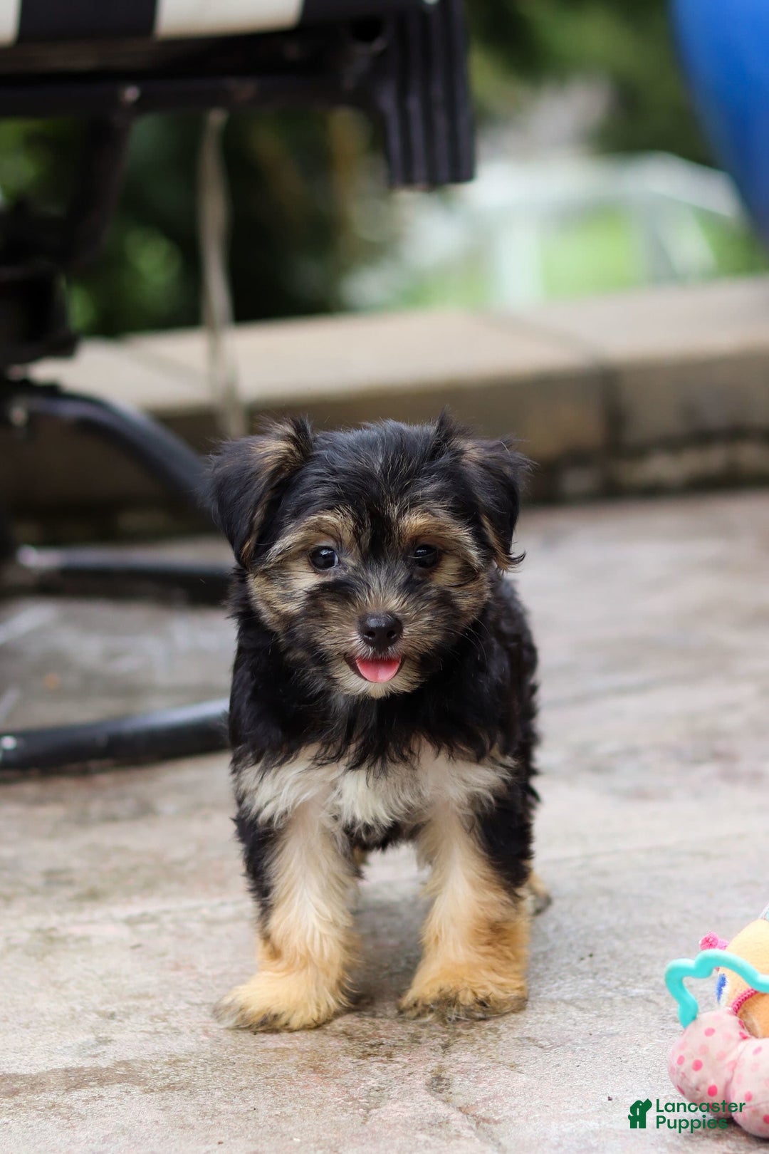 Morkie dogs for sale: Janis - Image 2