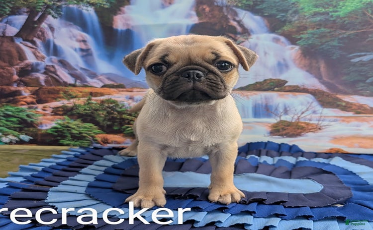 Pug dogs for sale - Ad 1