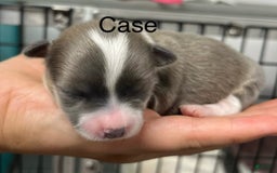 Chihuahua dogs for sale: Case - Image 10