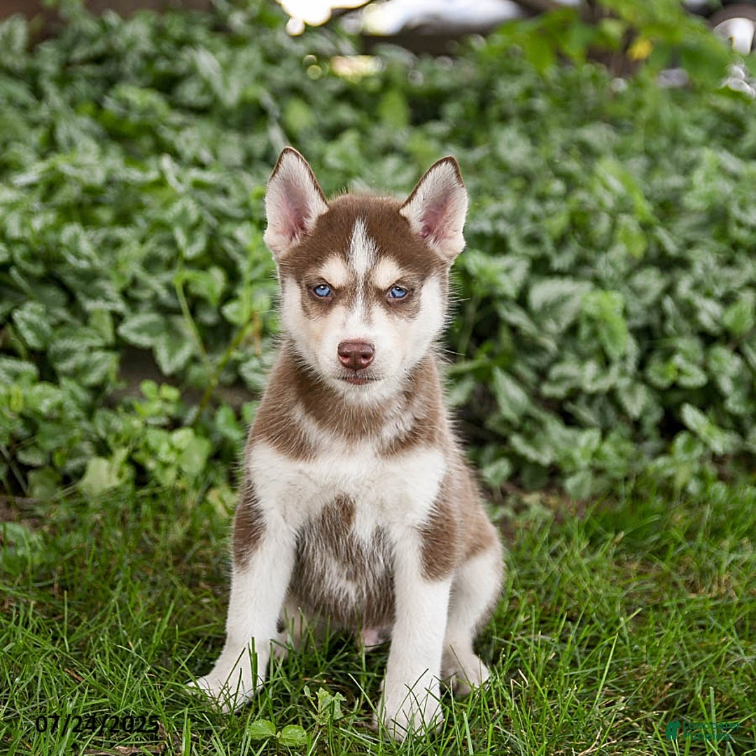 Pomsky dogs for sale: Kline - Image 5