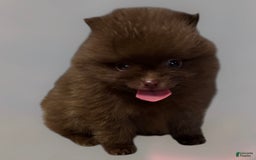 Pomeranian dogs for sale: Twix - Image 8