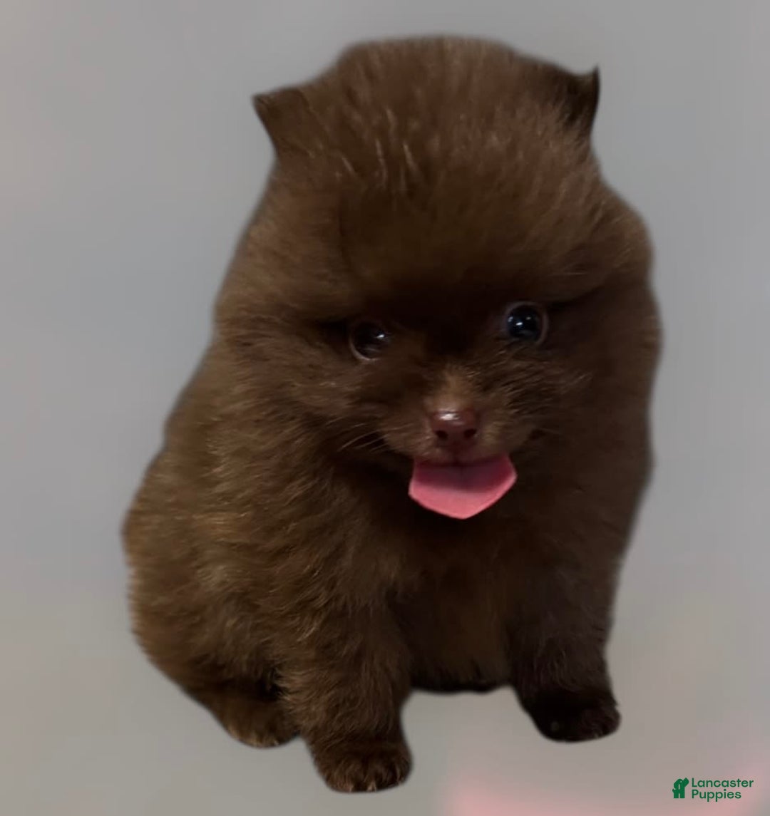 Pomeranian dogs for sale: Twix - Image 8
