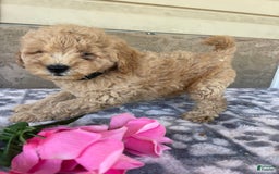 Eskipoo dogs for sale: Baxter - Image 2
