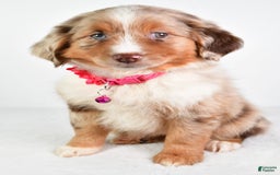 Miniature Australian Shepherd dogs for sale: Twilight - Image 3