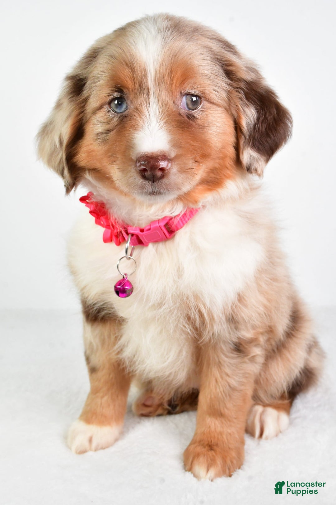 Miniature Australian Shepherd dogs for sale: Twilight - Image 3