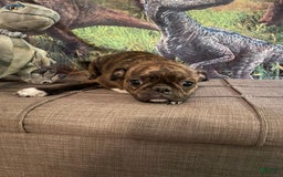 Pug dogs for sale: Rex - Image 5