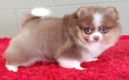 Pomeranian dogs for sale: Chewy - Image 3